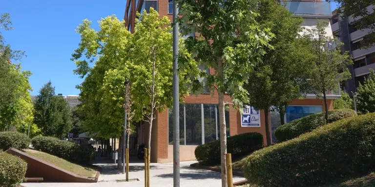 L’Ajuntament planta més de 100 arbres gràcies als pressupostos participatius