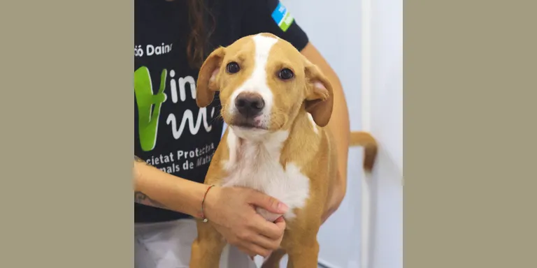 La Protectora d’Animals de Mataró fa una crida a l’adopció d’animals abandonats