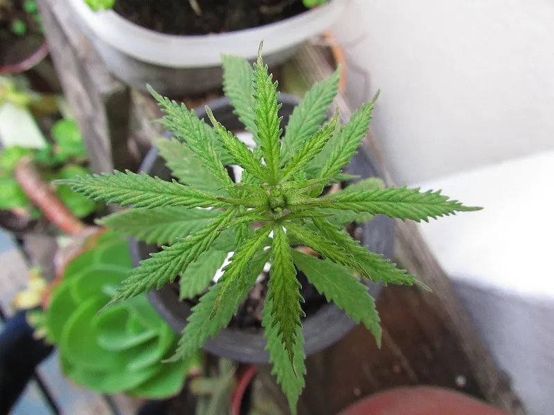 Cau una banda dedicada al cultiu de marihuana amb seu a Rubí
