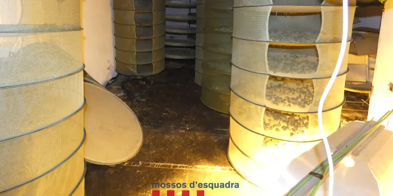 Noves detencions a Vidreres i Amer per robatori, tràfic de drogues i frau elèctric