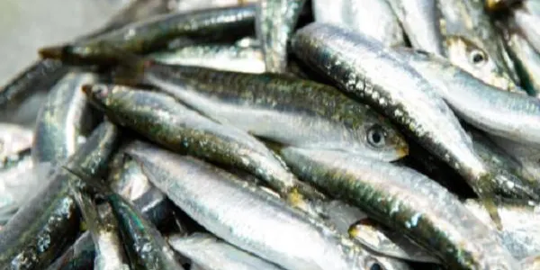 Govern i pescadors reclamen a l'Estat que replantegi la veda de sardina de quatre mesos