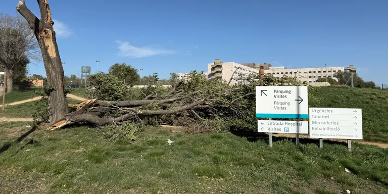 26 atesos pel Sistema d'Emergències Mèdiques, 11 traslladats a centres sanitaris, arran del temporal de vent