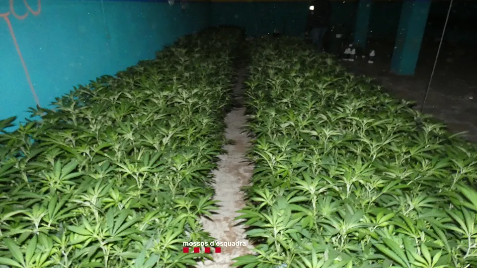 Ingressa a presó el responsable d'una plantació de marihuana a Pineda de Mar