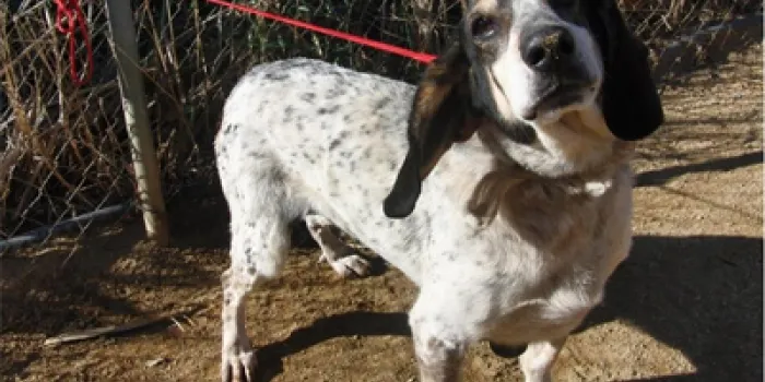 El Refugi d’Animals d’Arenys recull 6 gossos abandonats aquestes festes de Nadal