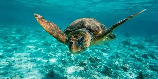 El pla de recuperació de tortugues babaues de la Fundació CRAM s’amplia a la Costa Daurada
