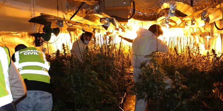 La Guàrdia Civil desarticula una organització que produïa marihuana de forma massiva
