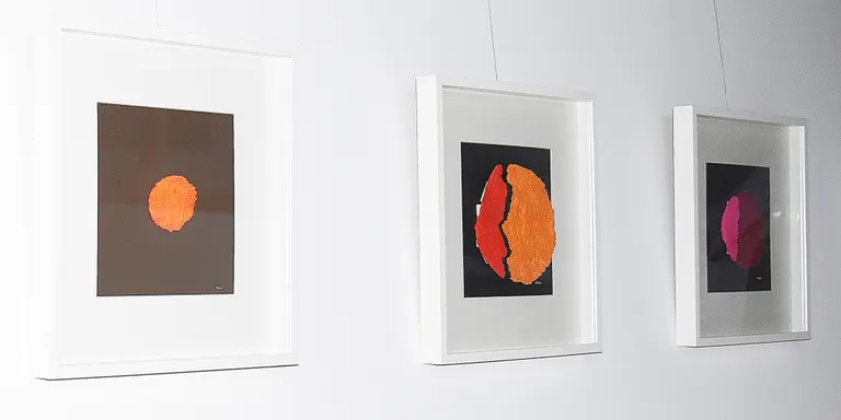 Ja podeu visitar l'exposició de l'artista Mary Heredia a la seu d'Òmnium Alt Maresme