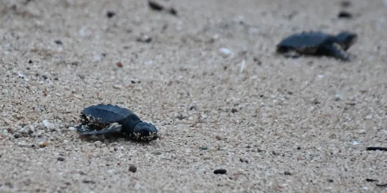 El CRAM es mostra satisfet amb les prospeccions per buscar nius de tortugues