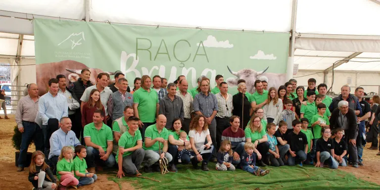 Prop de 150 caps de bestiar al Concurs Nacional de Raça Bruna dels Pirineus