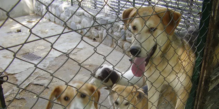 Arrossada benèfica per ajudar els animals del refugi de Benavarre