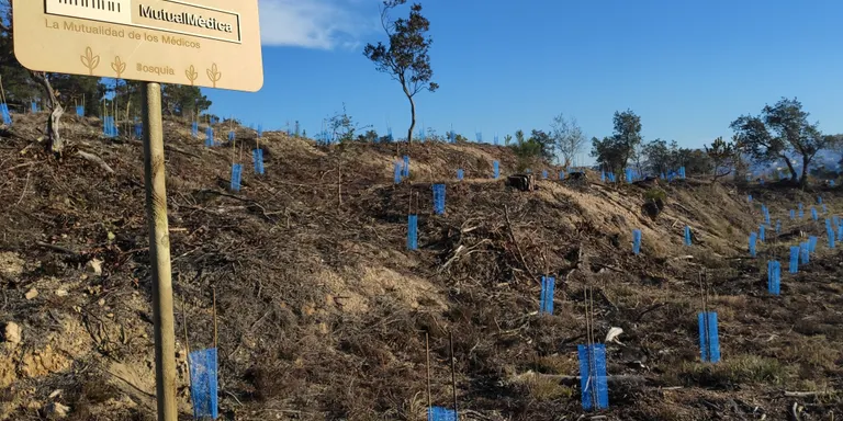 Mutual Mèdica reforesta amb 300 arbres autòctons un bosc cremat a Maçanet de la Selva