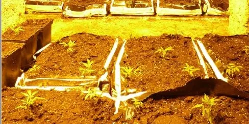 Els Mossos d'Esquadra desmantellen una plantació de marihuana situada al soterrani d'una casa d'Isona i Conca Dellà