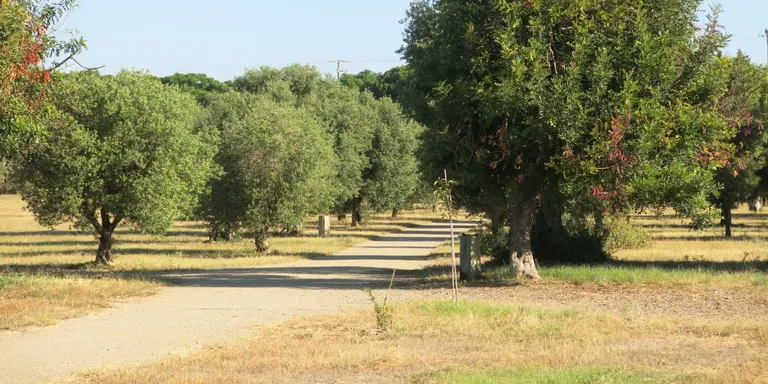 L’Ajuntament de Cambrils no donarà permisos per recollir garrofes i olives a les seves zones verdes