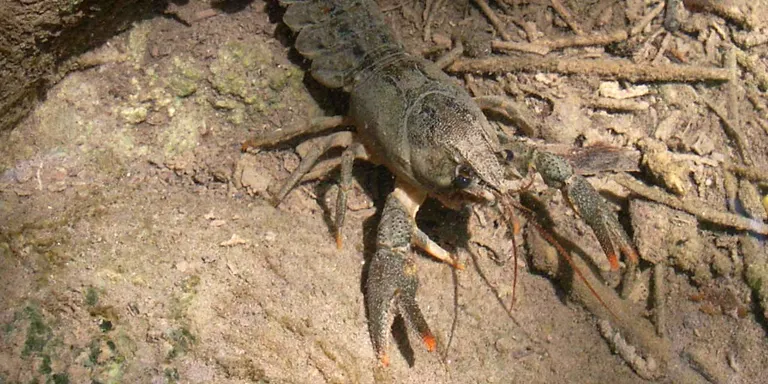El Montnegre encara conserva una petita població autòctona de cranc de riu