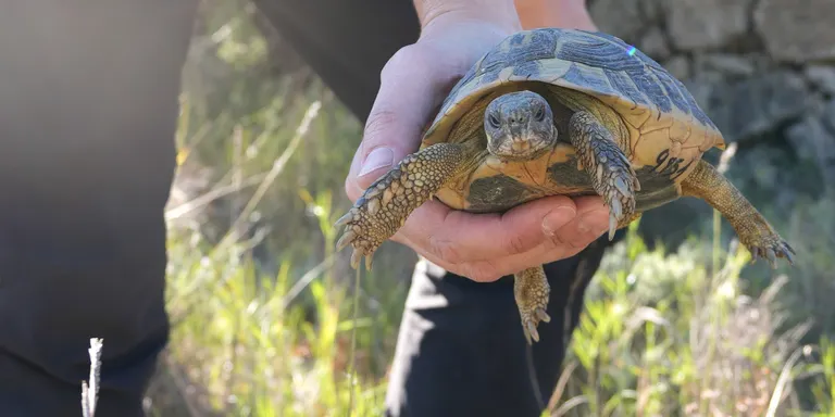 S'alliberen 798 tortugues mediterrànies als parcs naturals de la Serra de Montsant i els Ports