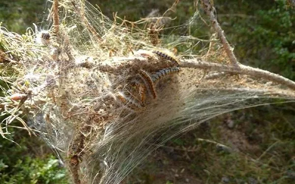 En marxa les tasques de prevenció i extinció de la plaga de la processionària del pi a Altafulla