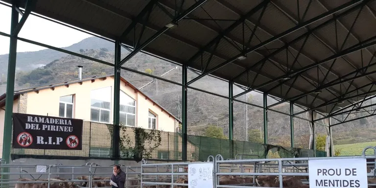 Jornada a la Seu sobre la gestió del llop i el seu impacte en la ramaderia