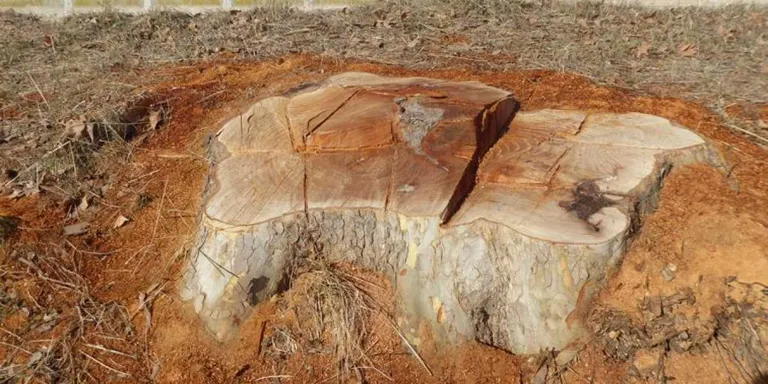 Actualització - Agramunt estudia portar al contenciós la Casa Canal per la tala d'arbres