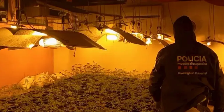 Detingut un home a La Secuita amb una plantació de més d'un miler de plantes de marihuana