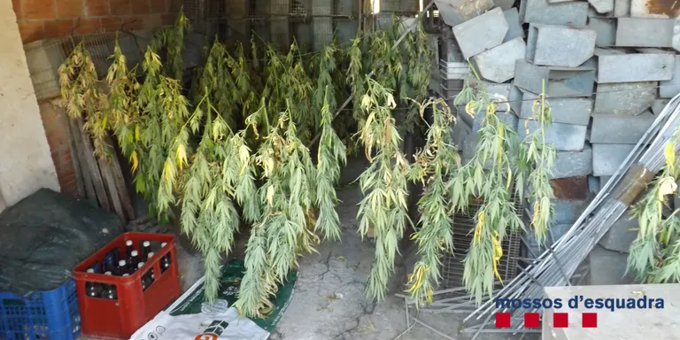 Ingressen a presó dues persones per tenir més de 400 plantes de marihuana en una masia de Riner