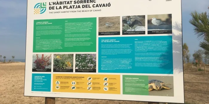 La platja del Cavaió d’Arenys de Mar està en procés de renaturalització.