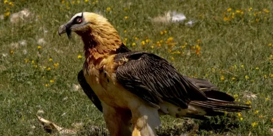 El Parc Natural de l'Alt Pirineu comptabilitza nou parelles de trencalòs