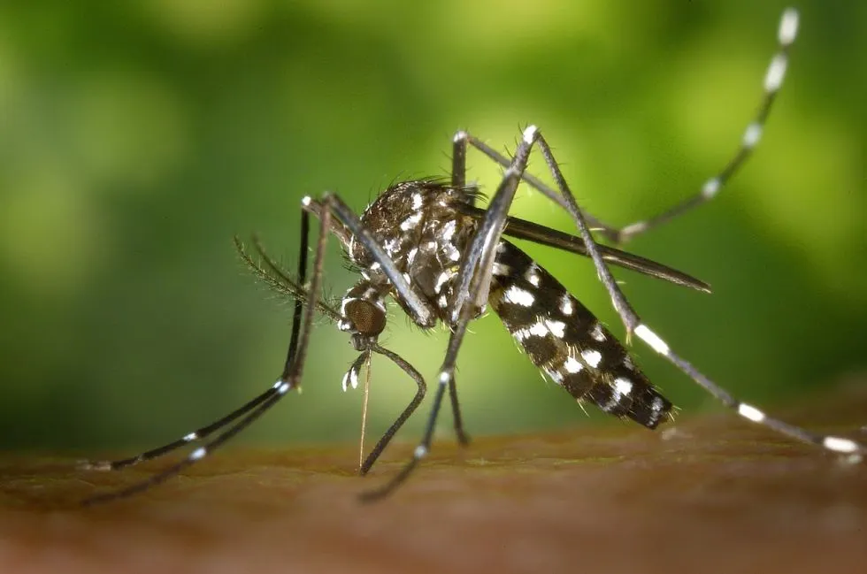 El Consell Comarcal actua contra el mosquit tigre a 17 municipis del Maresme, també a Pineda