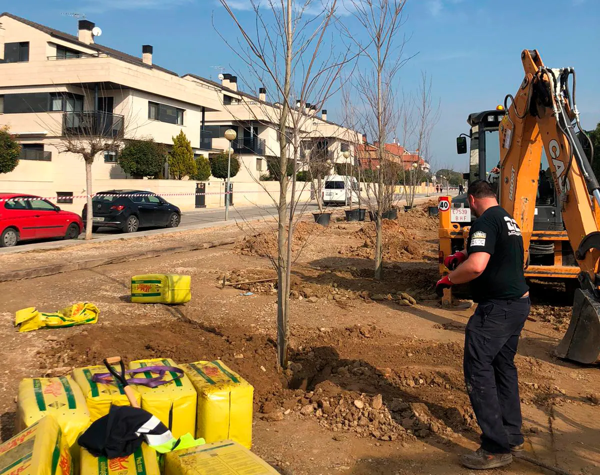 Torrefarrera planta 130 arbres al nou passeig que discorre al llarg del carrer Jacint Verdaguer per seguir fent una vila verda