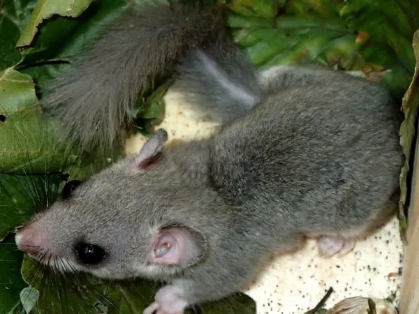 El Montnegre acull una població estable de liró gris