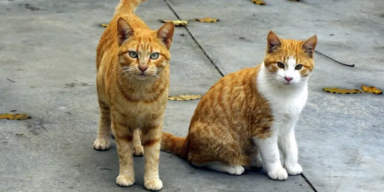 Torredembarra ja compta amb un programa de gestió ètica de les colònies felines