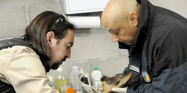 Alliberat a Andorra un cabrit d'isard després de curar-lo d'una lesió ocular