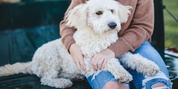 Consulta oberta a la ciutadania de Torredembarra per a la modificació de l’ordenança de la protecció, la tinença i la venda d’animals