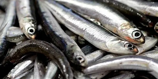 La consellera d’Agricultura, Ramaderia i Pesca, Meritxell Serret, visita la confraria de pescadors de Torredembarra