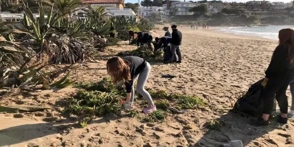 Comencen a adequar la zona de Voramar en el marc del pla de gestió sostenible de la platja