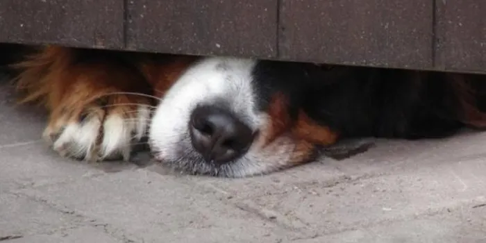 Els veterinaris aconsellen no donar tranquil·litzants als gossos pel soroll dels petards