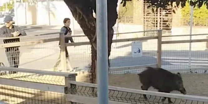 Un porc senglar es passeja pels carrers de Torredembarra