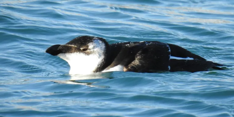 Arriba a la costa catalana un gran nombre de 'gavots', ocells pròxims als pingüins