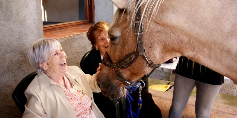 Estudi a la Fundació Sant Hospital de la Seu sobre els beneficis de l'equinoteràpia en malalts d'Alzheimer