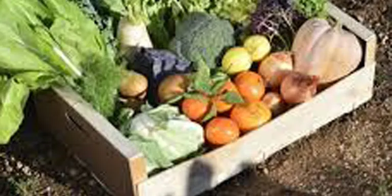 L’associació agroecològica Can Feliu distribuirà cistelles de productes a la primavera