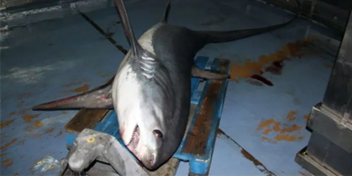 L'embarcació arenyenca "Lola" pesca un tauró guineu