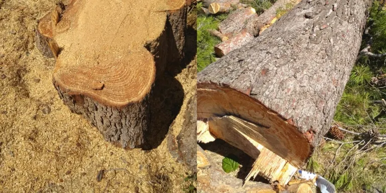 Els veïns de Can Fatjó es queixen de la tala dels dos arbres més antics del barri