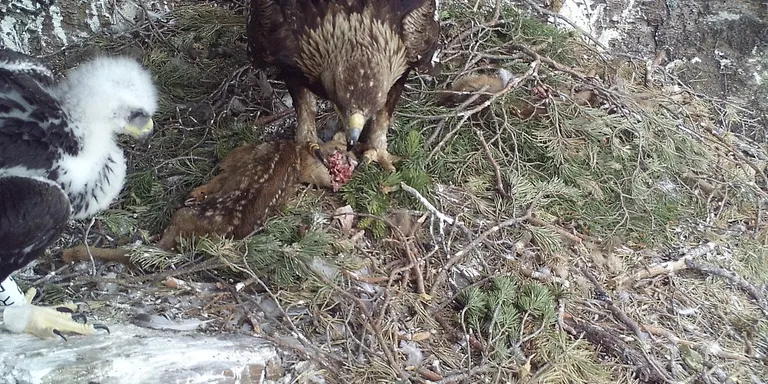L'àliga daurada actua com a predador de cries de cabirol al Parc Natural de l'Alt Pirineu