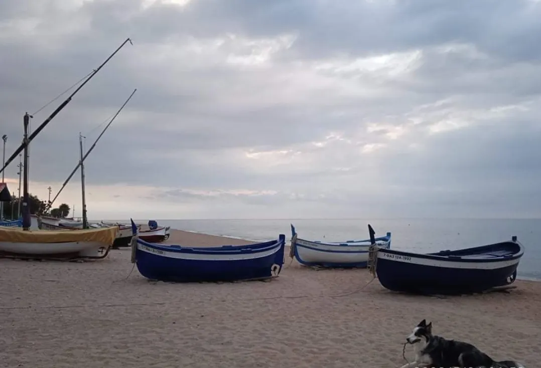 Cel tapat i risc de ruixats
