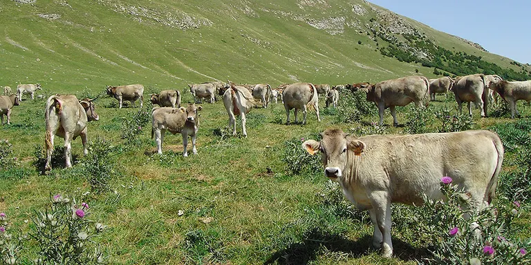 La renda agrària creix el 2019 un 5,4% a preus corrents, segons Agricultura, i supera per primer cop la del 2007