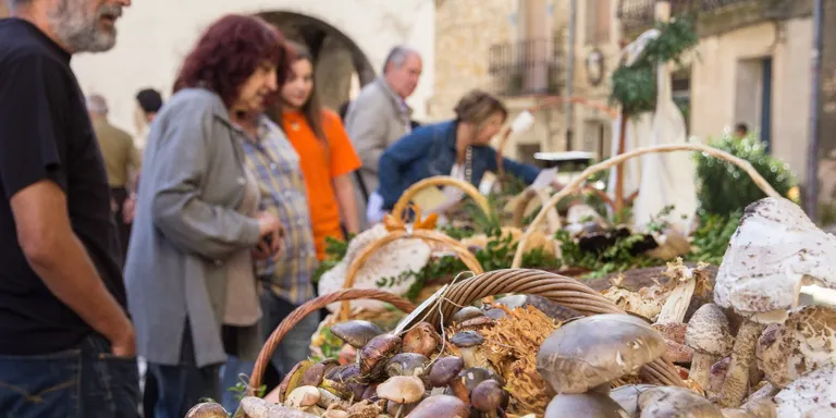 Les darreres pluges 'animen' la temporada de bolets