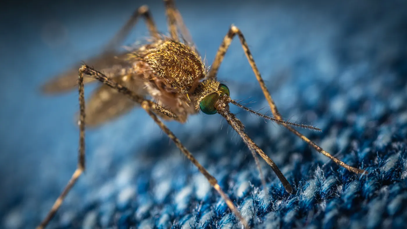 Salut detecta dos casos de dengue a Malgrat de Mar