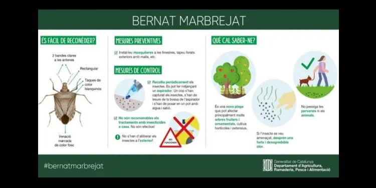 L'Ajuntament d'Altafulla realitzarà accions preventives per combatre una possible plaga d'insectes similars a les xinxes