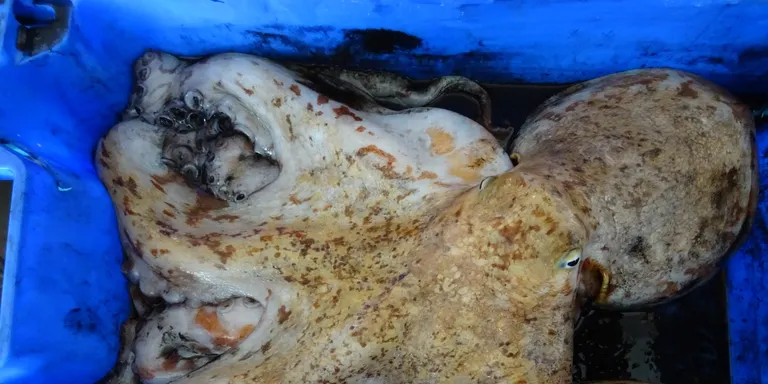 La veda biològica del pop roquer s'estén per primera vegada a la totalitat del litoral català