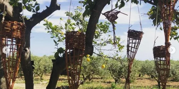 La finca del Canyadell d’Altafulla acull un taller de cistelleria