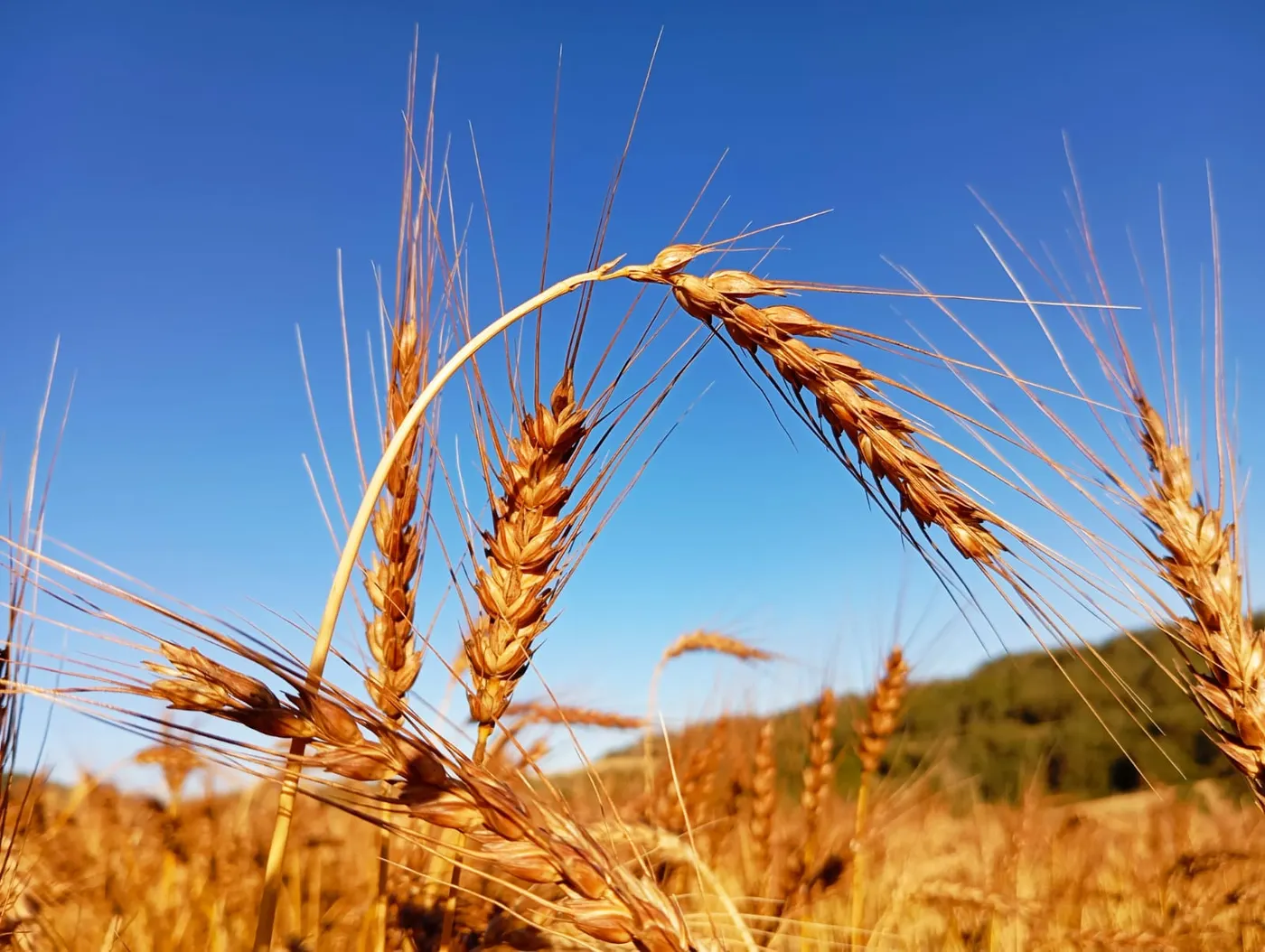 La cooperativa Territori de Masies aconsegueix completar el finançament per fer realitat el molí fariner